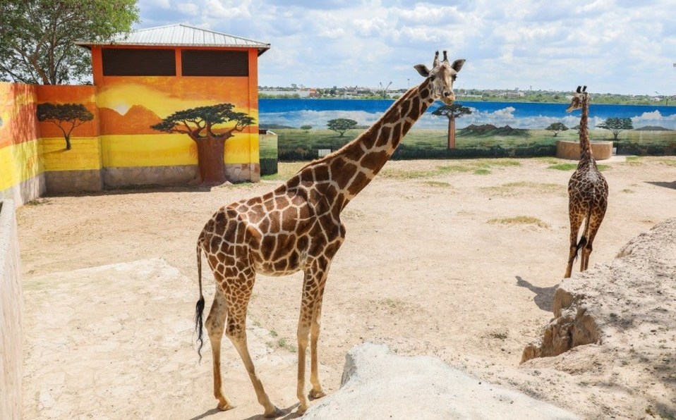 Pueden familias disfrutar Zoológico desde su casa