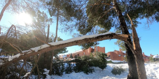 Arboles explotan en Texas