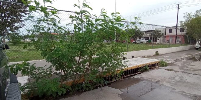 Crecen árboles al interior del alcantarillado y guardaganado