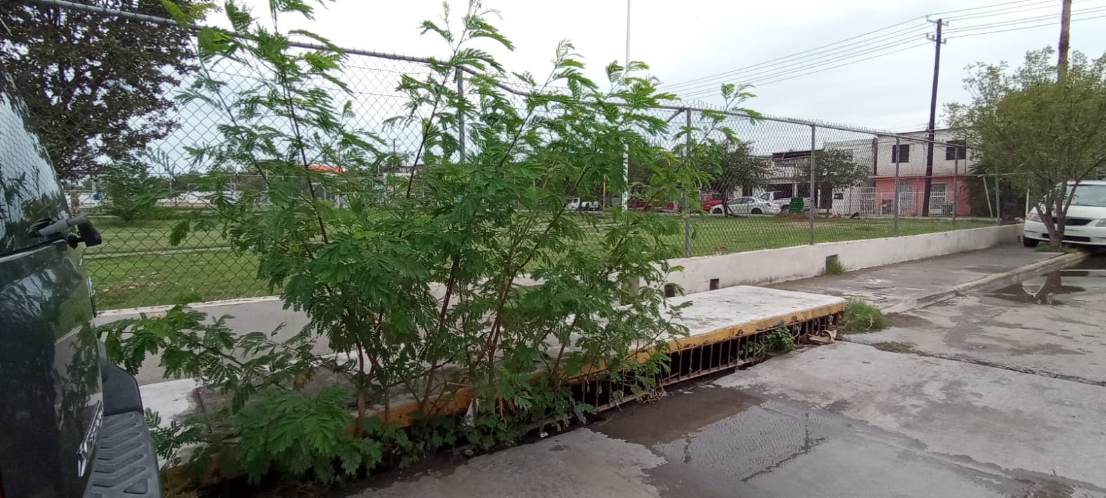 Crecen árboles al interior del alcantarillado y guardaganado