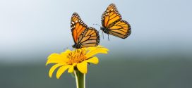 Invita Comisión de Parques al Festival de la Mariposa Monarca en Gómez Farías