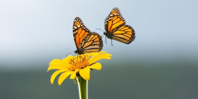 Invita Comisión de Parques al Festival de la Mariposa Monarca en Gómez Farías