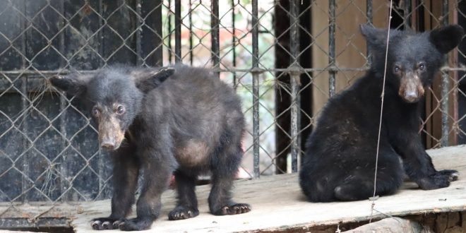 Atiende Comisión de Parques reportes de avistamientos de fauna silvestre