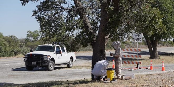 Protege TXDot a abejas