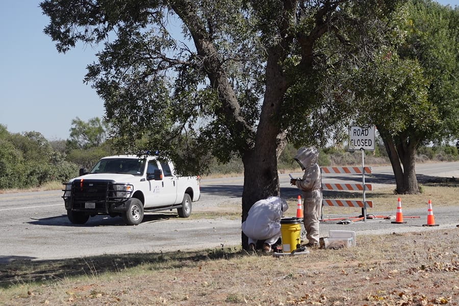 Protege TXDot a abejas